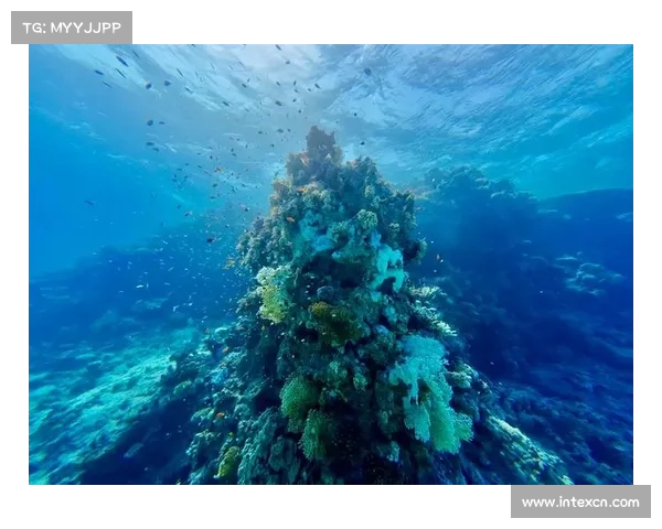 游戏红海 攻略,红海partyspace：红海沉浮攻略秘籍，制霸海底宝藏